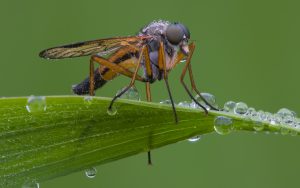 Culicoides mosquito
