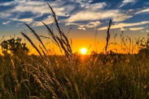 Summer pollens