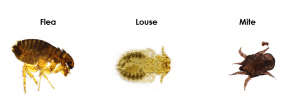Flea, Louse and Mite