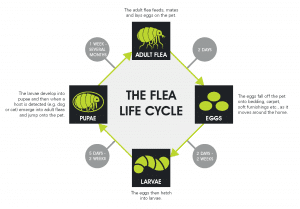 Flea Life Cycle