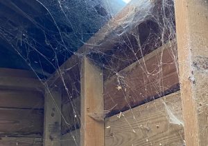 Dust and cobwebs