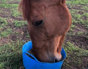 Horse Feed