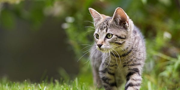 Feline allergy solutions