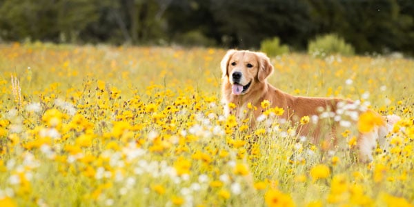Canine allergy solutions