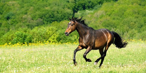 Equine allergy solutions