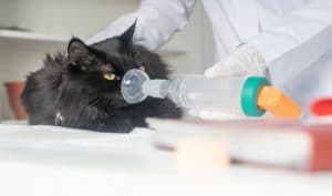 Feline allergic diseases