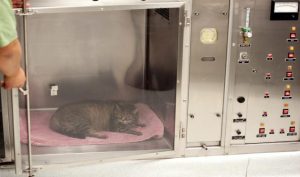 Cat in oxygen cage