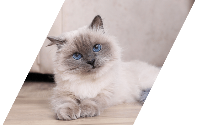 Blue-point Birman cat sitting on wooden floor