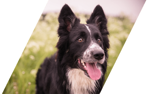 Alert Border collie standing in grassy field