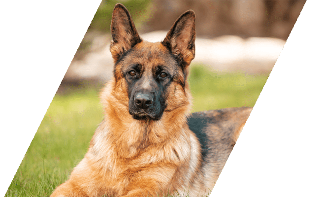 Alert German shepherd dog sitting in grass