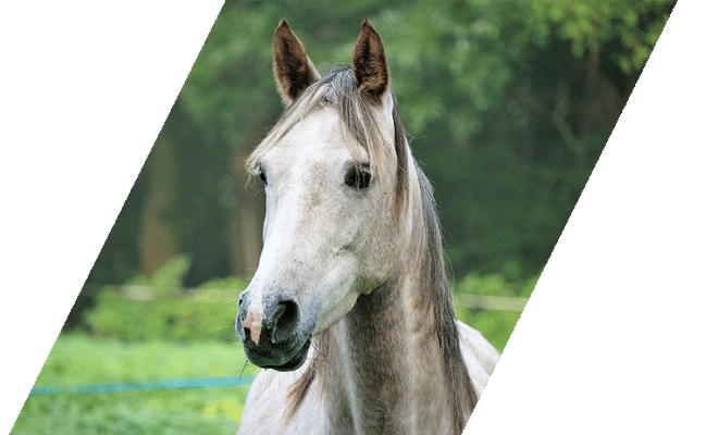 Alert grey horse standing in field