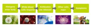 5 STEPS - ALLERGEN ENTERING BODY TO SYMPTOMS