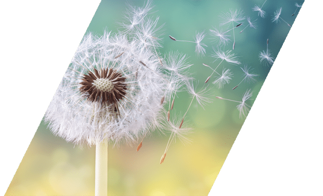 Dandelion flower releasing seeds