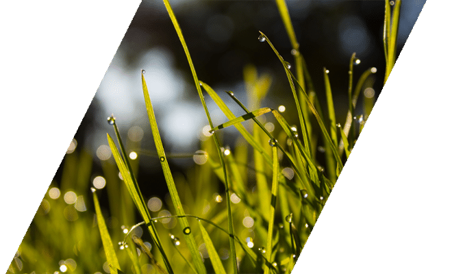 Close-up of grass, a common animal allergen
