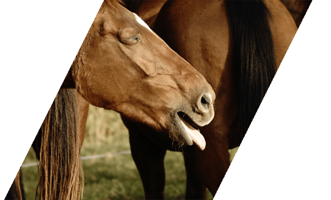 Chestnut horse coughing