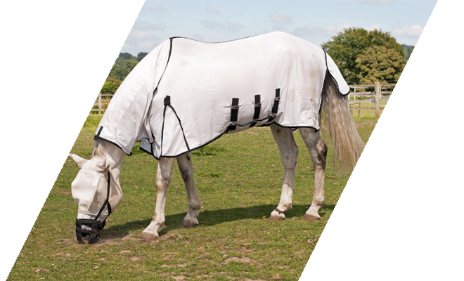 Horse with fly allergies wearing white rug and mask