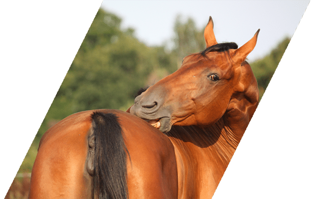 Bay mare scratching an itch