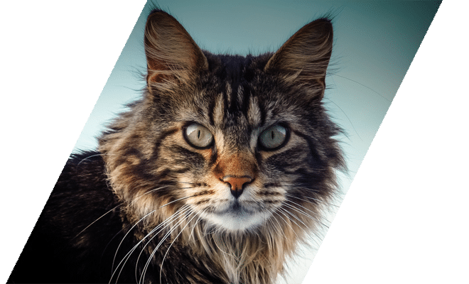 Longhaired Maine Coon cat