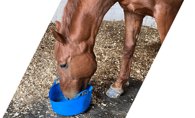 Chestnut horse being fed in stable